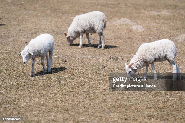 June 2023, Brandenburg, Schorfheide: Skudds walk across a partially dried meadow in the Schorfheide Game Park. The Skudde is the smallest German...