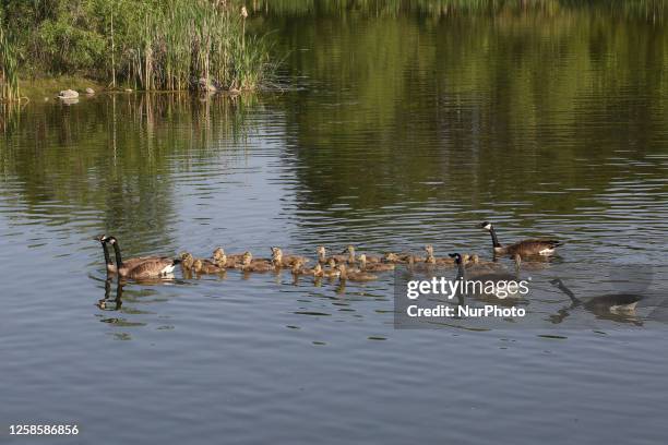 Canada Geese and goslings in Richmond Hill, Ontario, Canada, on May 30, 2023.