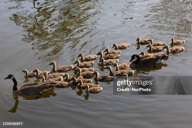 Canada Geese and goslings in Richmond Hill, Ontario, Canada, on May 30, 2023.