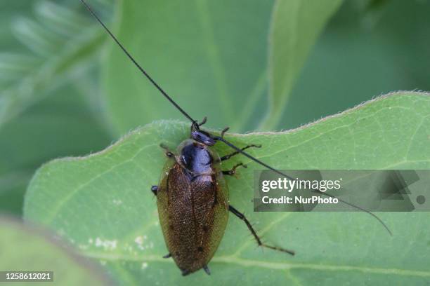 Field Cockroach in Markham, Ontario, Canada, on June 10, 2023.