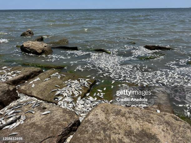 View from the Quintana Beach on Sunday, June 11, 2023 in Texas, United States. Thousands of fish have washed up dead on Texas Gulf Coast in the US on...