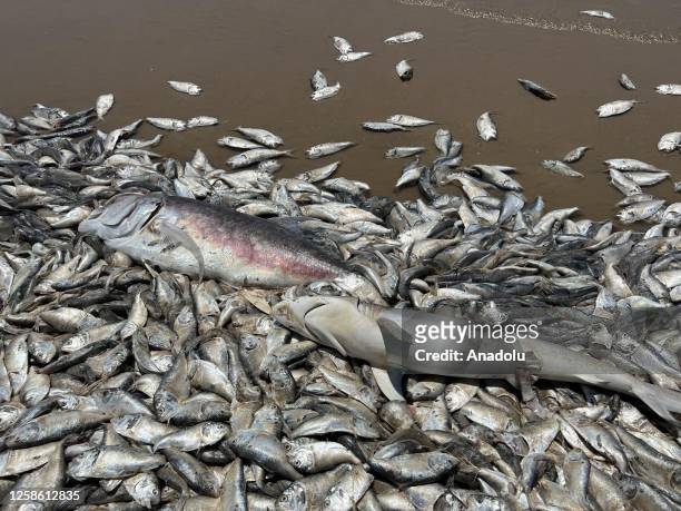 View from the Quintana Beach on Sunday, June 11, 2023 in Texas, United States. Thousands of fish have washed up dead on Texas Gulf Coast in the US on...