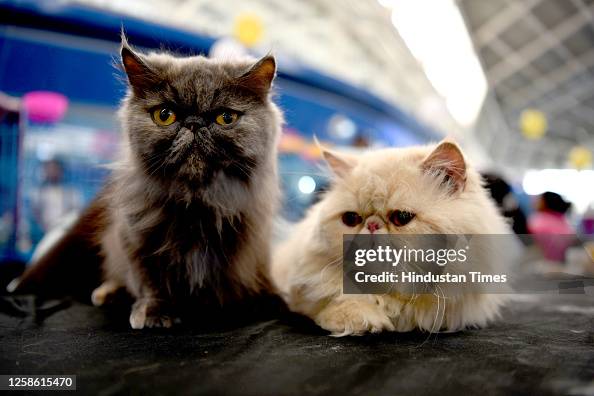 Cat Show Organized By Feline Club of India At CIDCO Exhibition Center In Navi Mumbai