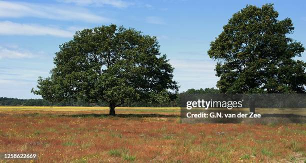 two trees - july stock pictures, royalty-free photos & images