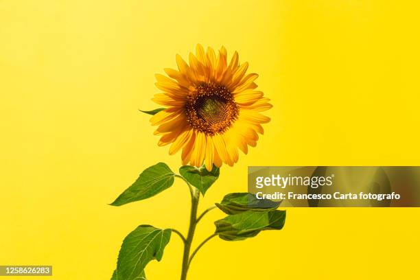 sunflower - helianthus stockfoto's en -beelden