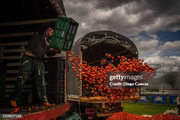 People prepare baskets of tomatoes for "La Tomatina" during the celebration of the 14th Colombian Tomato Festival on June 11, 2023 in Sutamarchan,...
