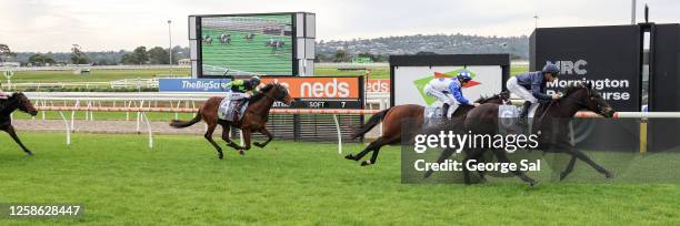 Donegal ridden by Daniel Stackhouse wins the No Fuss Event Hire Handicap at Mornington Racecourse on June 12, 2023 in Mornington, Australia.