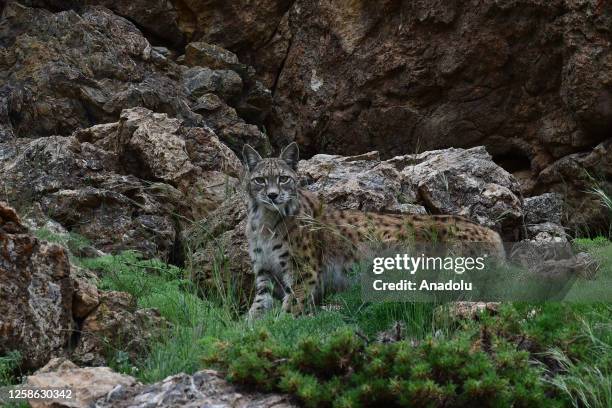 Eurasian lynx , which is on the red list of the International Union for Conservation of Nature , is seen on June 11, 2023.