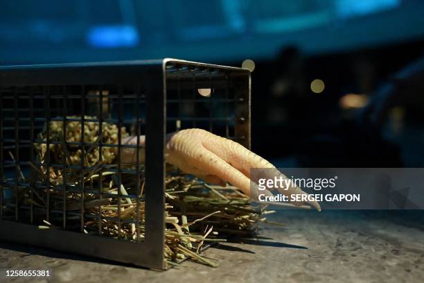 Creation called "Burnout Chicken" is pictured at the Alchemist restaurant in Copenhagen, Denmark, on May 25, 2023. With off-the-wall dishes like...