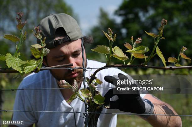 Man takes care of the vineyard at the Vejrhøj plantation outside the small town of Fårevejle Kirkeby, Denmark, on May 24, 2023. With off-the-wall...