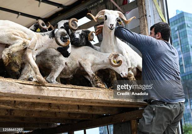 Vendor unloads sacrificial animals from vehicles at livestock market ahead of the Eid al-Adha in Cobancesme district of Istanbul, Turkiye on June 13,...