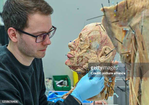April 2023, Brandenburg, Guben: Florian Zschiesche, an employee of Gubener Plastinate GmbH, works on a plastinate of a human head in the workshop....
