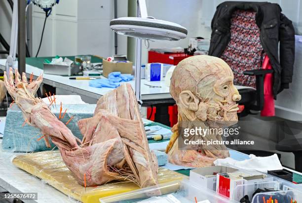 April 2023, Brandenburg, Guben: Two human plastinated body parts are on display in the workshop of Gubener Plastinate GmbH. The models are mostly...