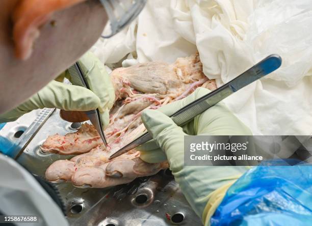 April 2023, Brandenburg, Guben: In the workshop of Gubener Plastinate GmbH, an employee works on a human hand. The models are mostly made for...