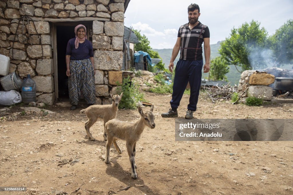 Wild goat babies "Munzur" and "Dersim" in Turkiye's Tunceli