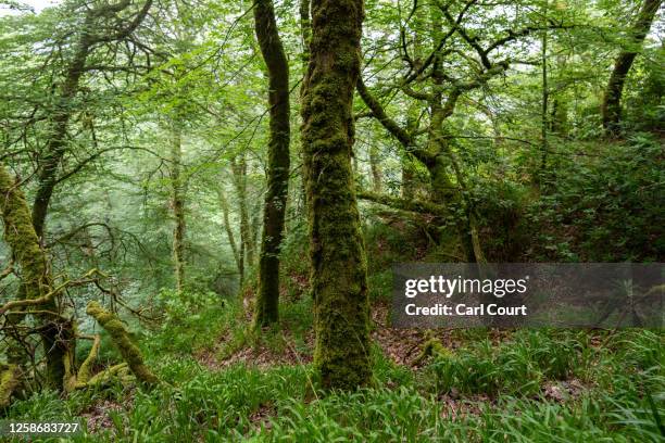 Thick moss grows on trees in Lydford Gorge, home to an ancient temperate rainforest, on June 13, 2023 in Lydford, England. Once covering a large part...