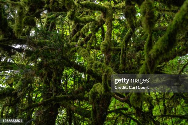 Thick moss grows on trees in Lydford Gorge, home to an ancient temperate rainforest, on June 13, 2023 in Lydford, England. Once covering a large part...