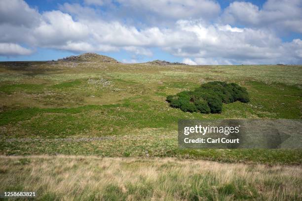 Section of Wistman's Wood, an ancient temperate rainforest, is pictured on June 12, 2023 on Dartmoor, England. Once covering a large part of the...