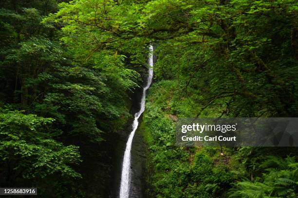 Temperate rainforest grows around Whitelady Waterfall in Lydford Gorge on June 13, 2023 in Lydford, England. Once covering a large part of the...