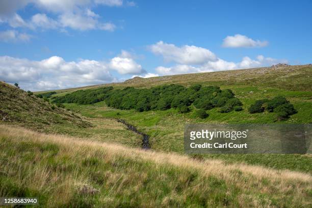 Wistman's Wood, an ancient temperate rainforest, is pictured on June 12, 2023 on Dartmoor, England. Once covering a large part of the western British...