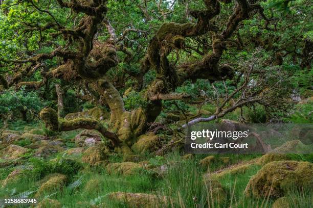 Oak trees grow around moss covered rocks in Wistman's Wood, an ancient temperate rainforest, on June 12, 2023 on Dartmoor, England. Once covering a...