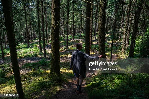 Britain's Lost Rainforest