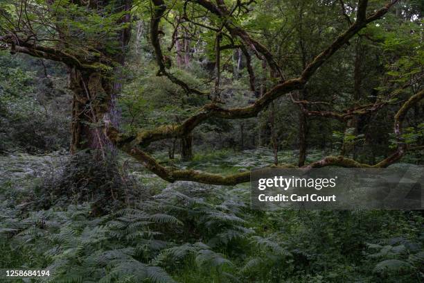 Moss covers a tree in an area of temperate rainforest in Horner Wood on June 14, 2023 near Minehead, England. Once covering a large part of the...