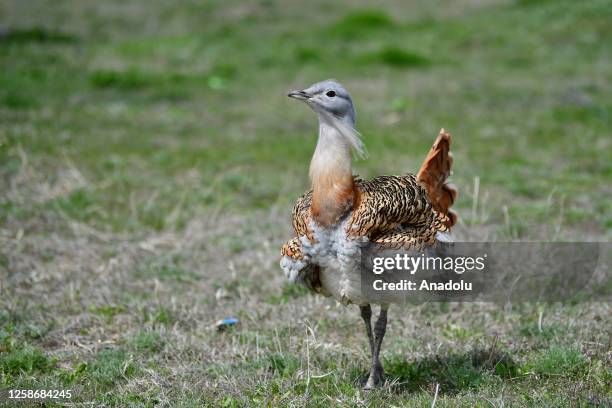 Great bustard is seen near Lake Van where the water level lowers due to drought, in Van, Turkiye on June 13, 2023. The drought also causes hundreds...