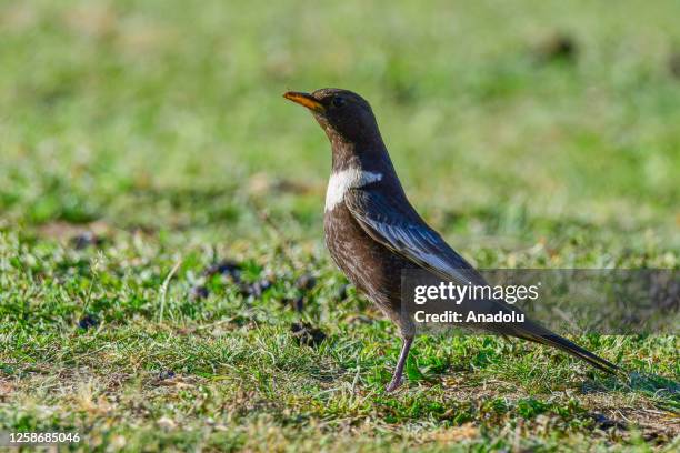 The ring ouzel is seen as drought negatively affected the reeds and migratory birds at Lake Van in Van, Turkiye on June 13, 2023.