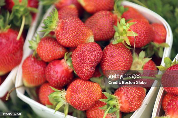 Basket of strawberries at Ward's Berry Farm on the first day of strawberry season.
