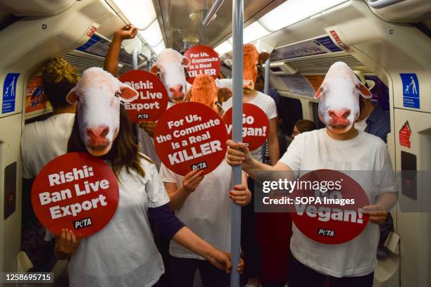 Activists wearing sheep and cow masks and holding pro-vegan and anti-live export placards staged a protest on a London Underground train demanding...