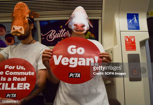 Activists wearing sheep and cow masks and holding pro-vegan and anti-live export placards staged a protest on a London Underground train demanding...