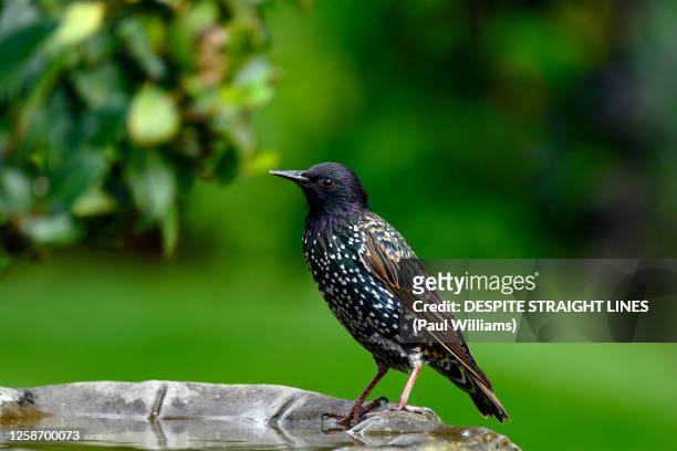 adult starling (sturnus vulgaris) - estornino fotografías e imágenes de stock