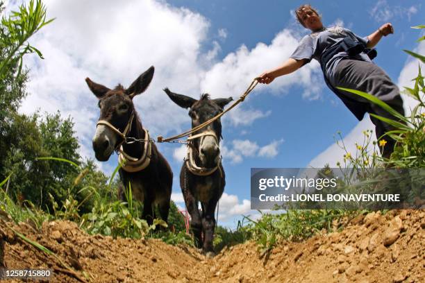 Une stagiaire de l'association Prommata tient des ânes de trait, le 27 juin 2007 à Artigat. Cette petite révolution pour ces futurs professionnels...