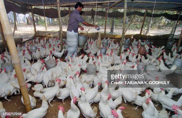 Bangladeshi farmer Istak feeds his hens at his home farm in the village of Sardaganj in Savar, on the outskirts of Dhaka, 25 March 2007. Three new...