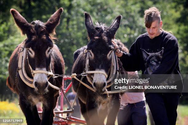 Des stagiaires de l'association Prommata se forment à la conduite d'un âne de trait le 27 juin 2007 à Artigat. Cette petite révolution pour ces...