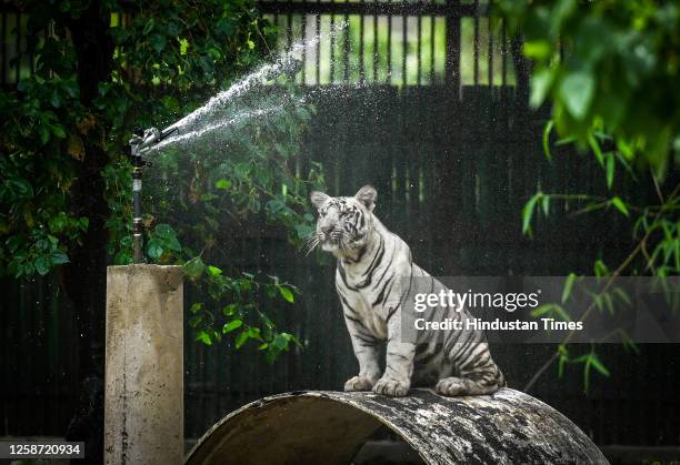 White Tiger cub playing in his enclosure on a hot summer day, at the Delhi Zoo, on June 15, 2023 in New Delhi, India.