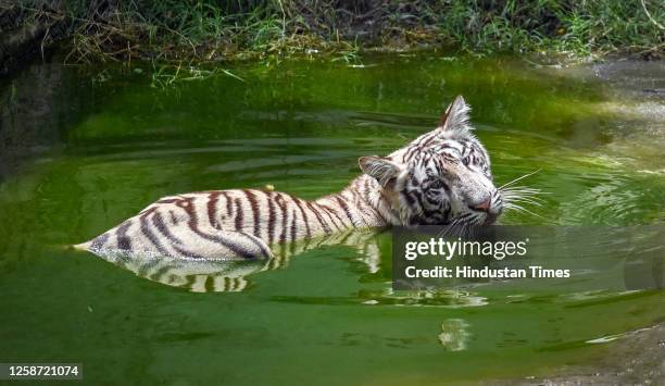 White Tiger cub playing in his water enclosure on a hot summer day, at the Delhi Zoo, on June 15, 2023 in New Delhi, India.