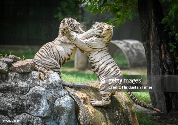 White Tiger cub playing in their enclosure on a hot summer day, at the Delhi Zoo, on June 15, 2023 in New Delhi, India.