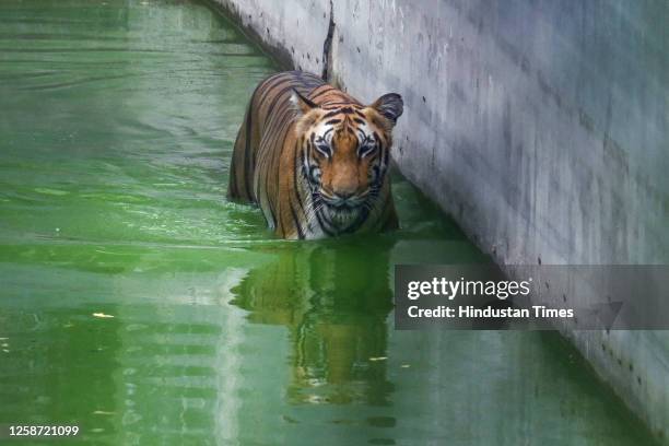 Royal Bengal Tiger is seen playing in the water on a hot summer day at Delhi Zoo on June 15, 2023 in New Delhi, India.