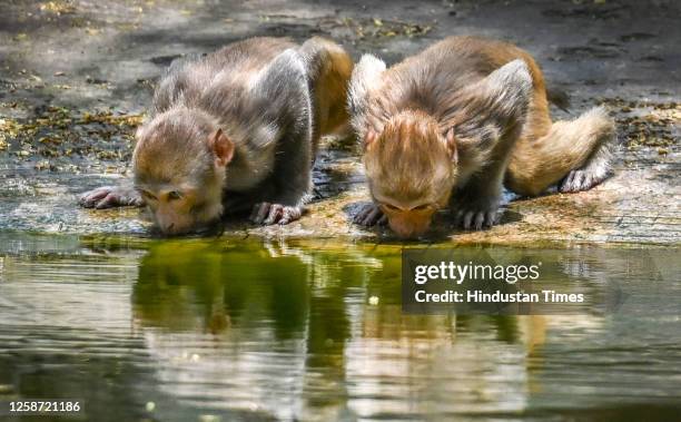 Baby Monkey Drink water on a hot summer day, at the Delhi Zoo, on June 15, 2023 in New Delhi, India.