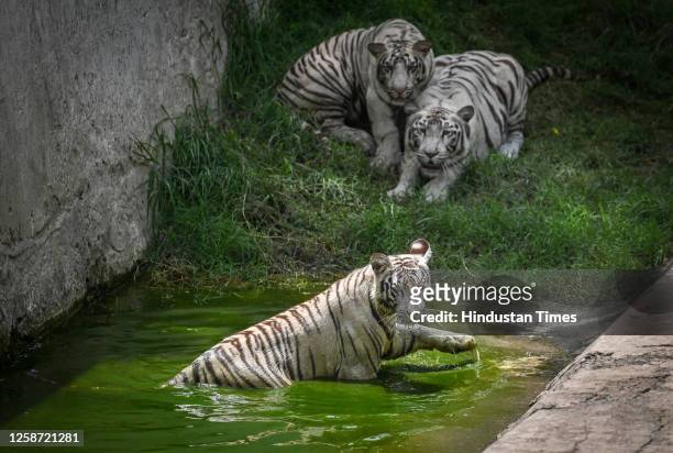 White Tiger cub playing in their enclosure on a hot summer day, at the Delhi Zoo, on June 15, 2023 in New Delhi, India.