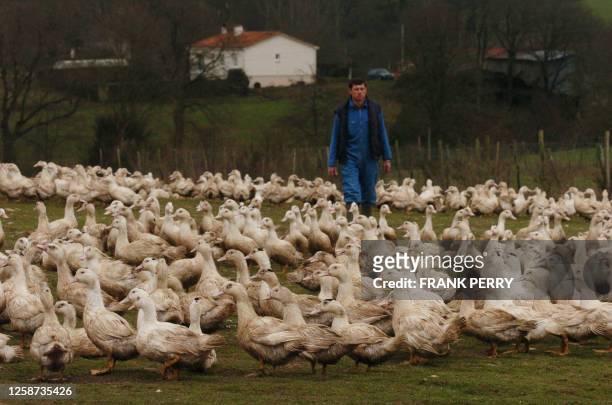 Farmer Jean-Luc Pasquier looks after his free-range ducks, 20 February 2006 in Les Herbiers, western France. France braced today for further cases of...