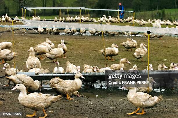 Free-range ducks feed under a protective netting, 20 February 2006 in Les Herbiers, western France. France braced today for further cases of bird flu...