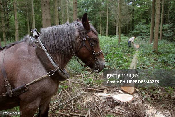 Un cheval Ardennais aide des bûcherons, le 16 septembre 2004 à Beauvais, dans le cadre d'une opération "Cheval de trait, cheval d'avenir", pour...