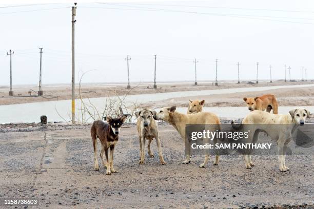 Stray dogs are seen on a deserted road near Jakhau port on June 16 after cyclone Biparjoy made landfall. Cyclone Biparjoy tore down power poles and...