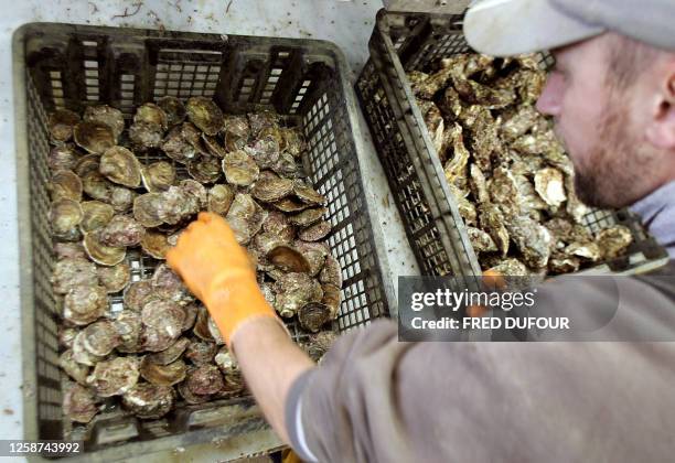 Un ostriculteur récolte, le 15 décembre 2005 à la Trinité-sur-Mer, des huîtres plates. Rare, chère et recherchée des gourmets, l'huître plate est un...