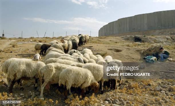 Palestinian child tends his sheep in the West Bank town of Sawahreh 16 July 2004. Israel braced for a tough battle at the UN General Assembly which...