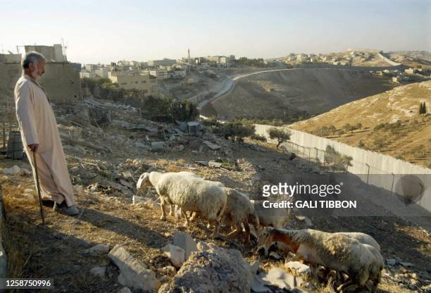 Palestinian watches over his sheep next to the Israeli separation barrier that divides the West Bank village of Abu Dis on the edge of Jerusalem 06...