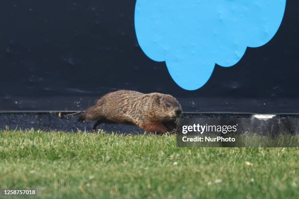 Groundhog before second practice ahead of the Formula 1 Grand Prix of Canada at Circuit Gilles Villeneuve in Montreal, Canada on June 16, 2023.